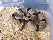 Banded Rock Good eye