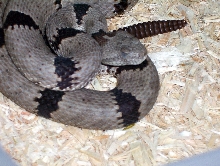 Banded rock rattlesnake