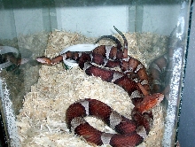 TP Breeding