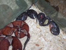 Trans pecos copperheads