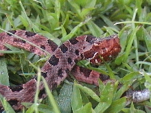 Red Pygmy