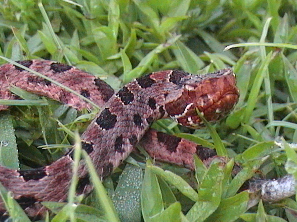 Red Pygmy