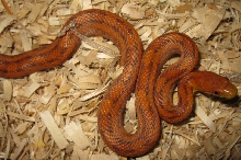 Deckert's rat