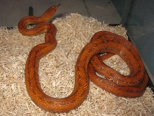 Deckert's rat snake