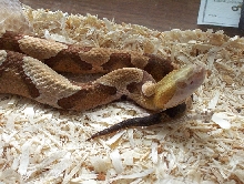 Male Southern copperhead