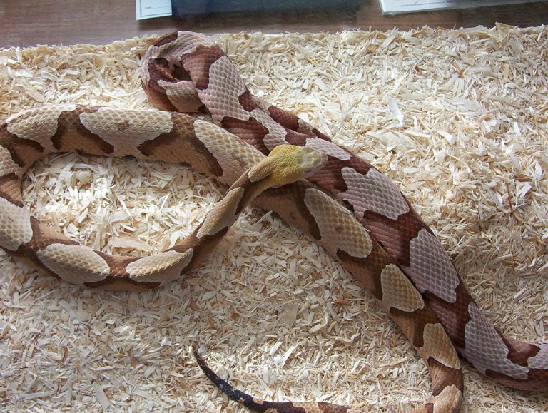 Pair Southern copperheads