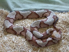 last photo of light female Southern