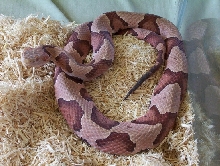 Pink Southern Coppehead
