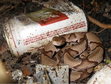Southern Schlitz
