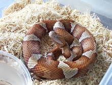 Male Trans-Pecos copperhead