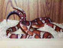 Trans-Pecos copperheads