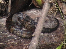 cottonnmouth