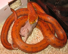 Deckert's rat snake