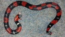 Female Tricolor