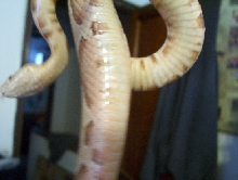 Southern Belly