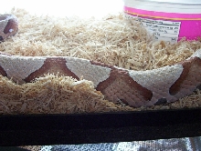 Sothern Copperhead