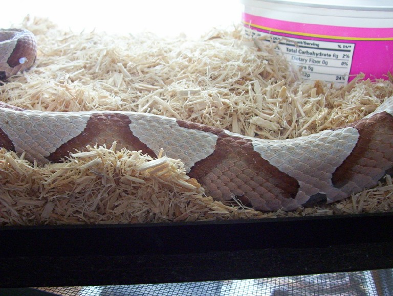 Sothern Copperhead