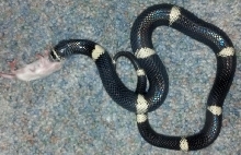 Lystrophis pulcher male