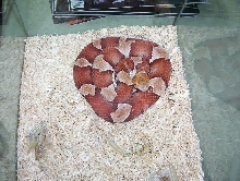 Male Trans-Pecos copperhead