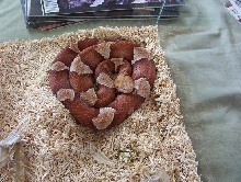 Male Trans-Pecos copperhead