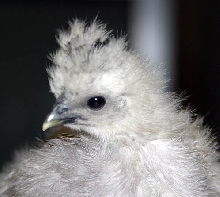 Blue Silkie Chick