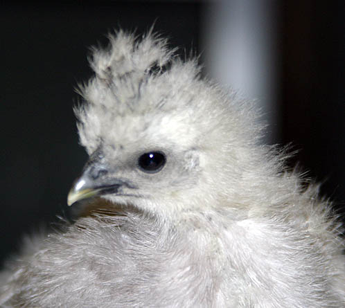 Blue Silkie Chick