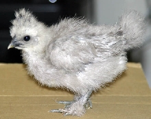 Blue Silkie Chick