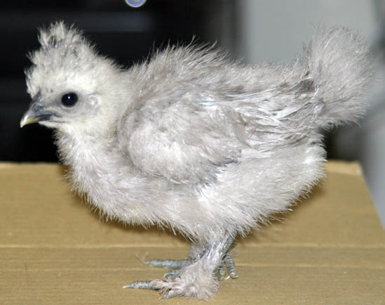 Blue Silkie Chick