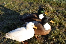 Ducks