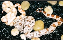 DH Sunglow and Albino