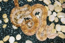 Hypo Nics