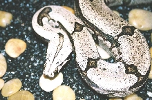 Male Bolivian