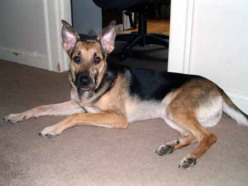 Cookie almost 1yr old