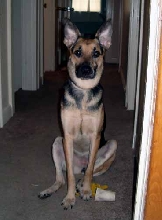 Cookie almost 1yr old 2