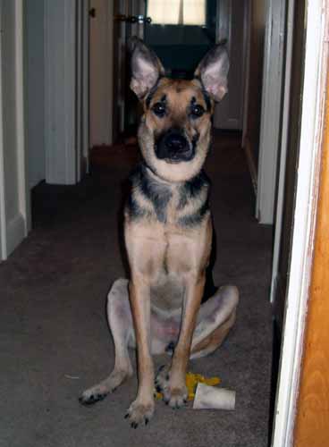 Cookie almost 1yr old 2