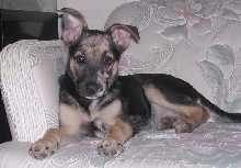 Cookie 4 months