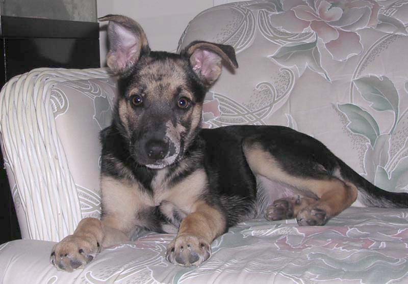 Cookie 4 months