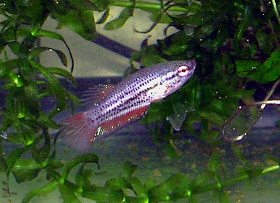 9.5 week old Betta Fry