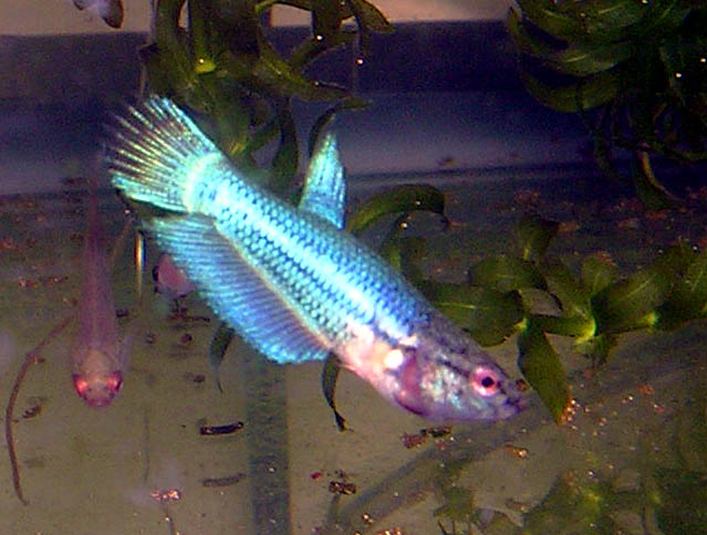 9.5 week old Betta Fry 2
