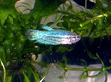 9.5 week old Betta Fry 3