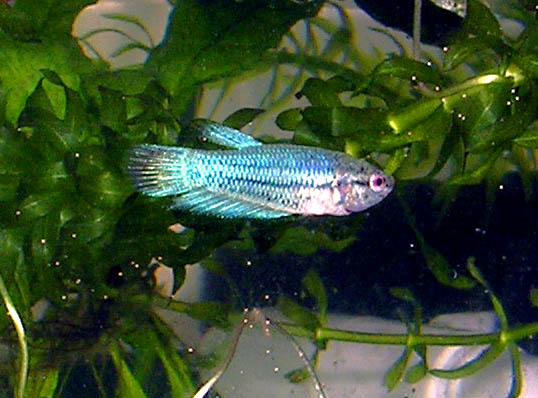 9.5 week old Betta Fry 3