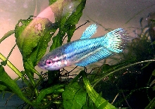 9.5 week old Betta Fry 4