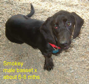Basset/Lab mix