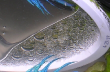 Betta Eggs