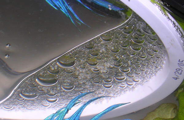 Betta Eggs