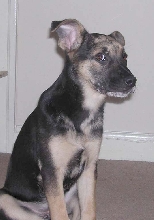 Cookie 4 months