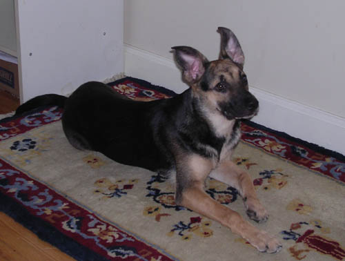 Cookie 6 months