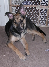 Cookie 6 months 2