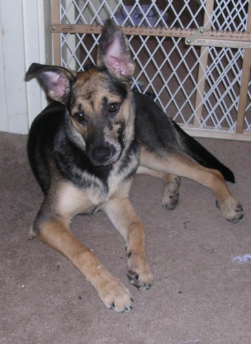 Cookie 6 months 2