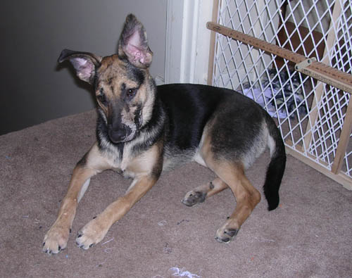 Cookie 6 months 3